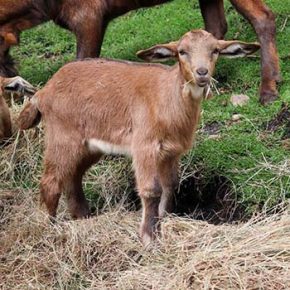 Granja - Cabras