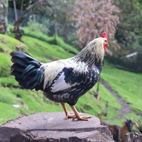 Granja - Aves de Corral