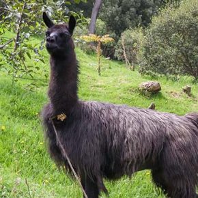 Granja - Llamas